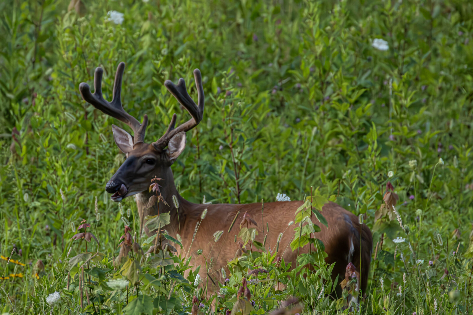 Whitetail deer buck_Beastbird Media