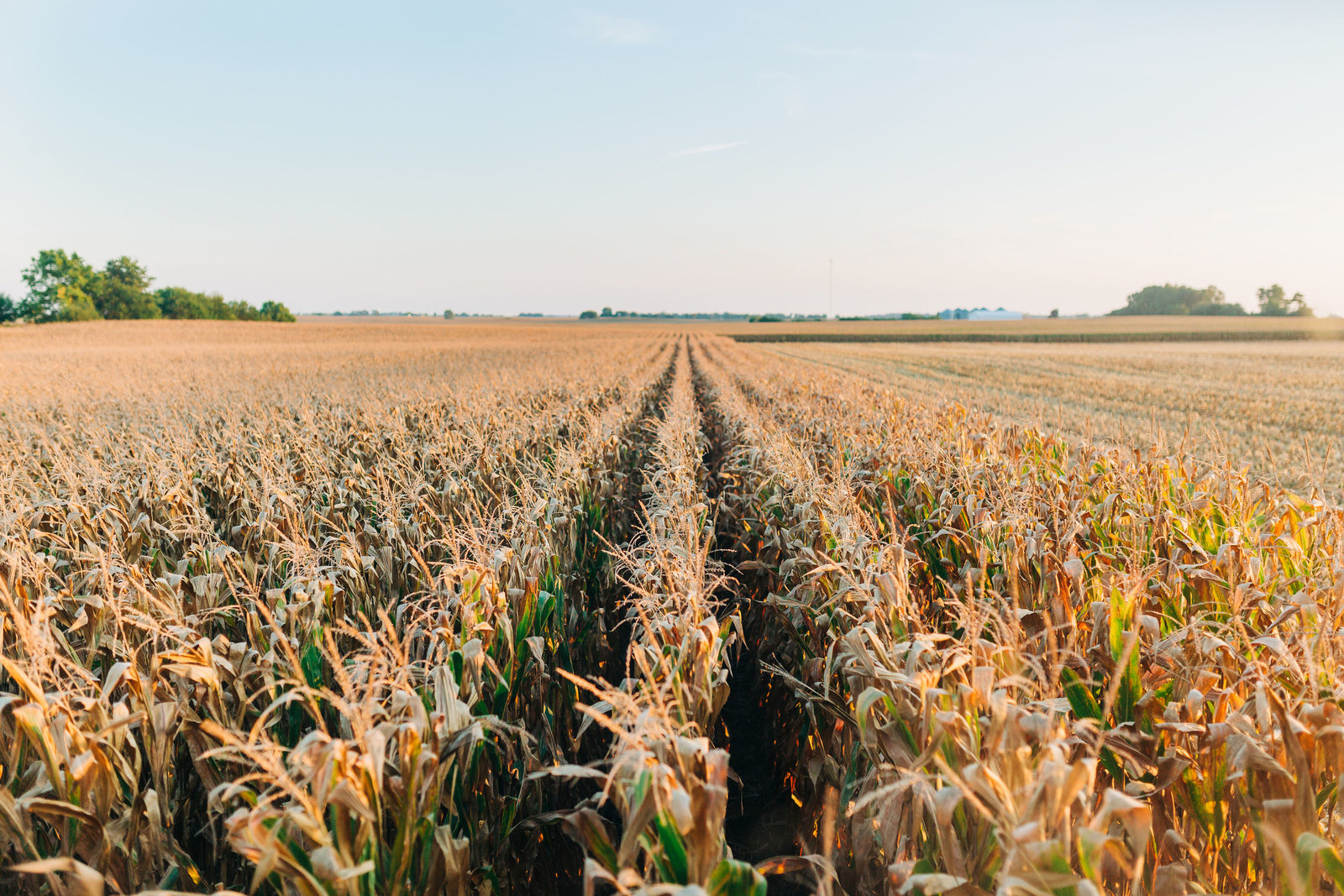 RippyFarms2019-148