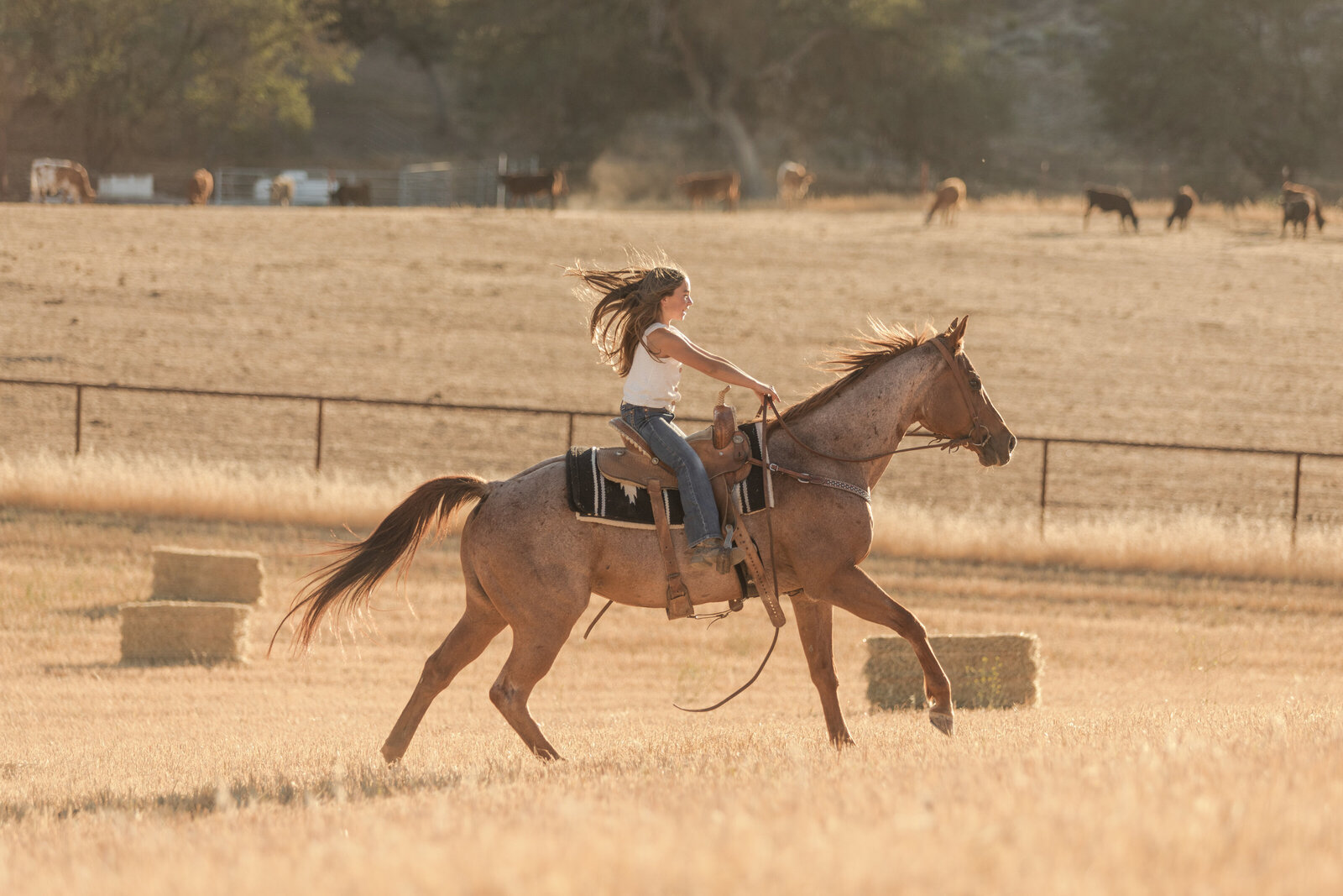 Shasta County Equine Photographer