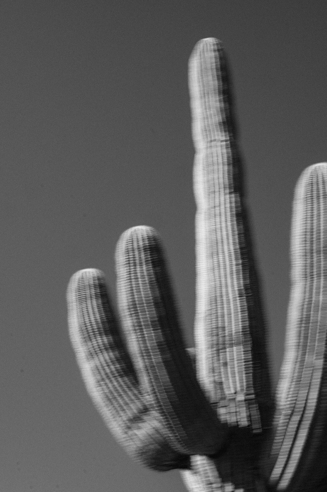 saguaro-az-Jacie-Marguerite-22