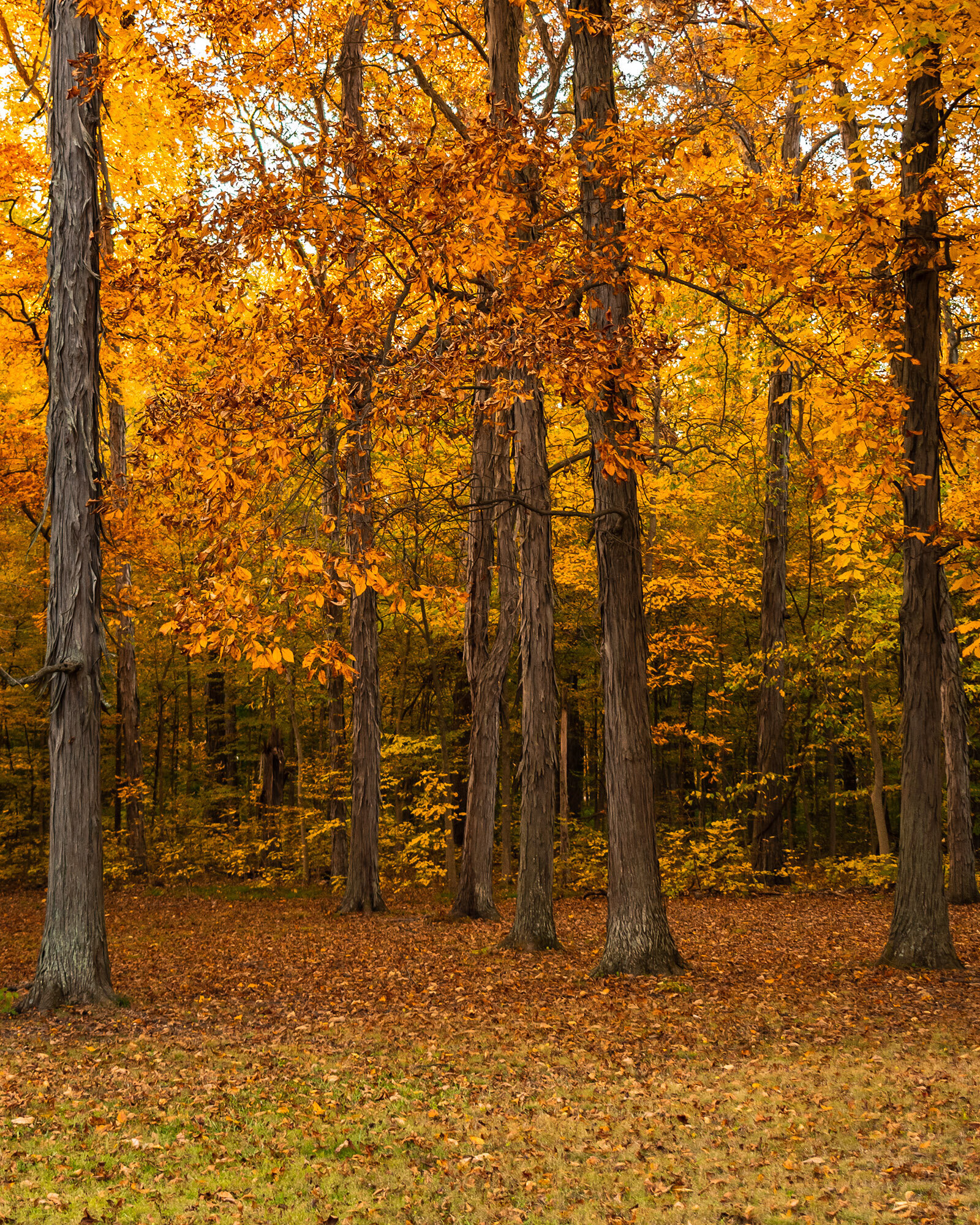 vertical-shot-of-the-mesmerizing-forest-filled-wit-2023-11-27-05-37-09-utc