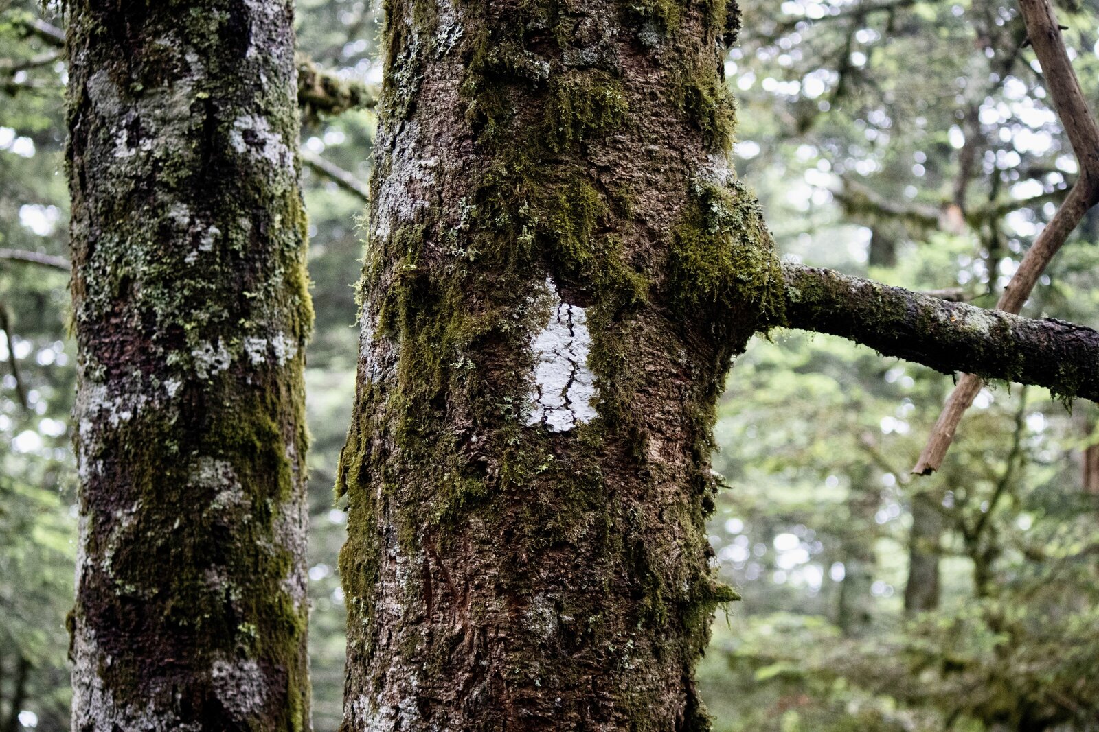 Alalachian trail_Beastbird Media