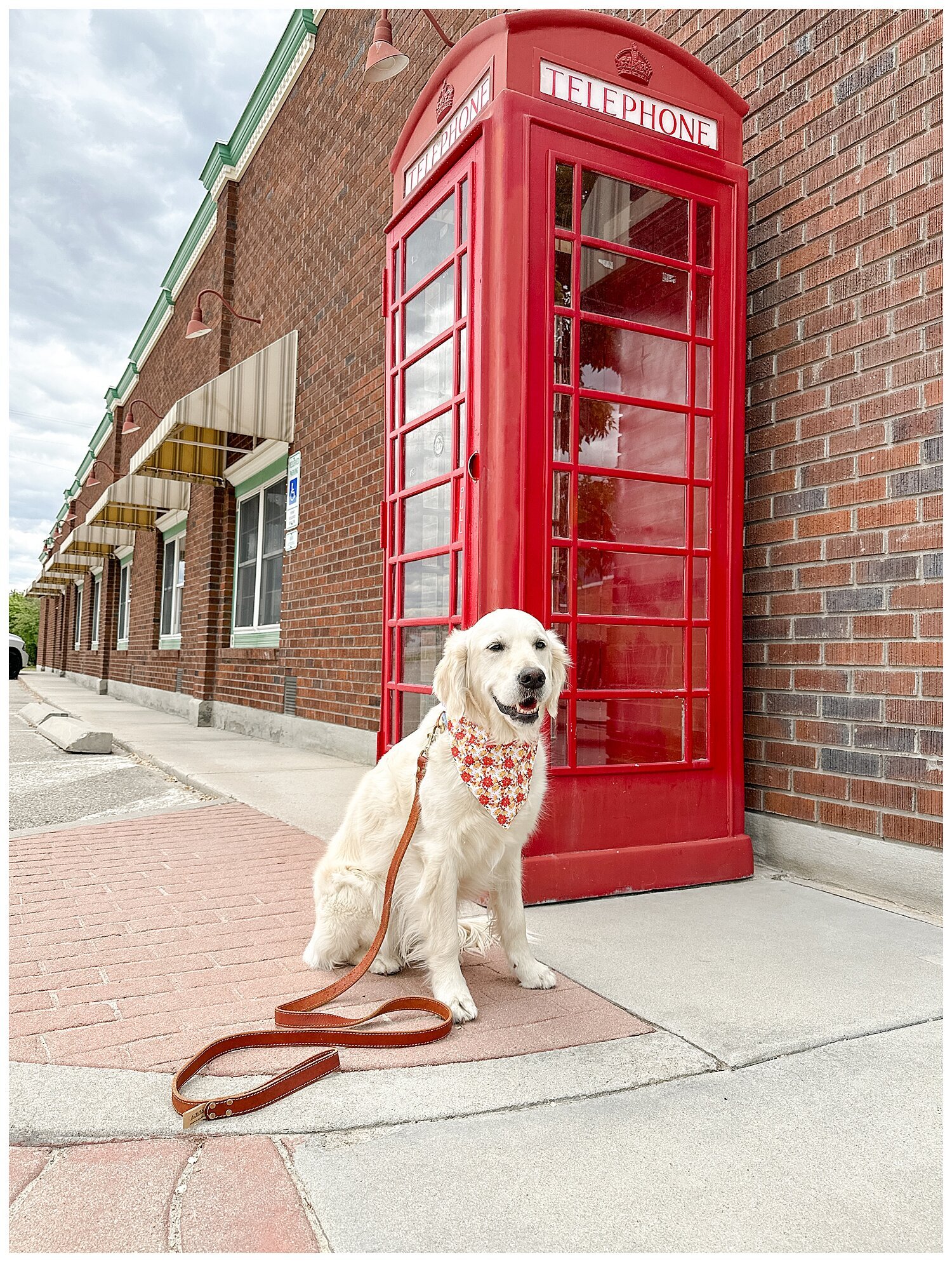 Diary of a Retriever_1103