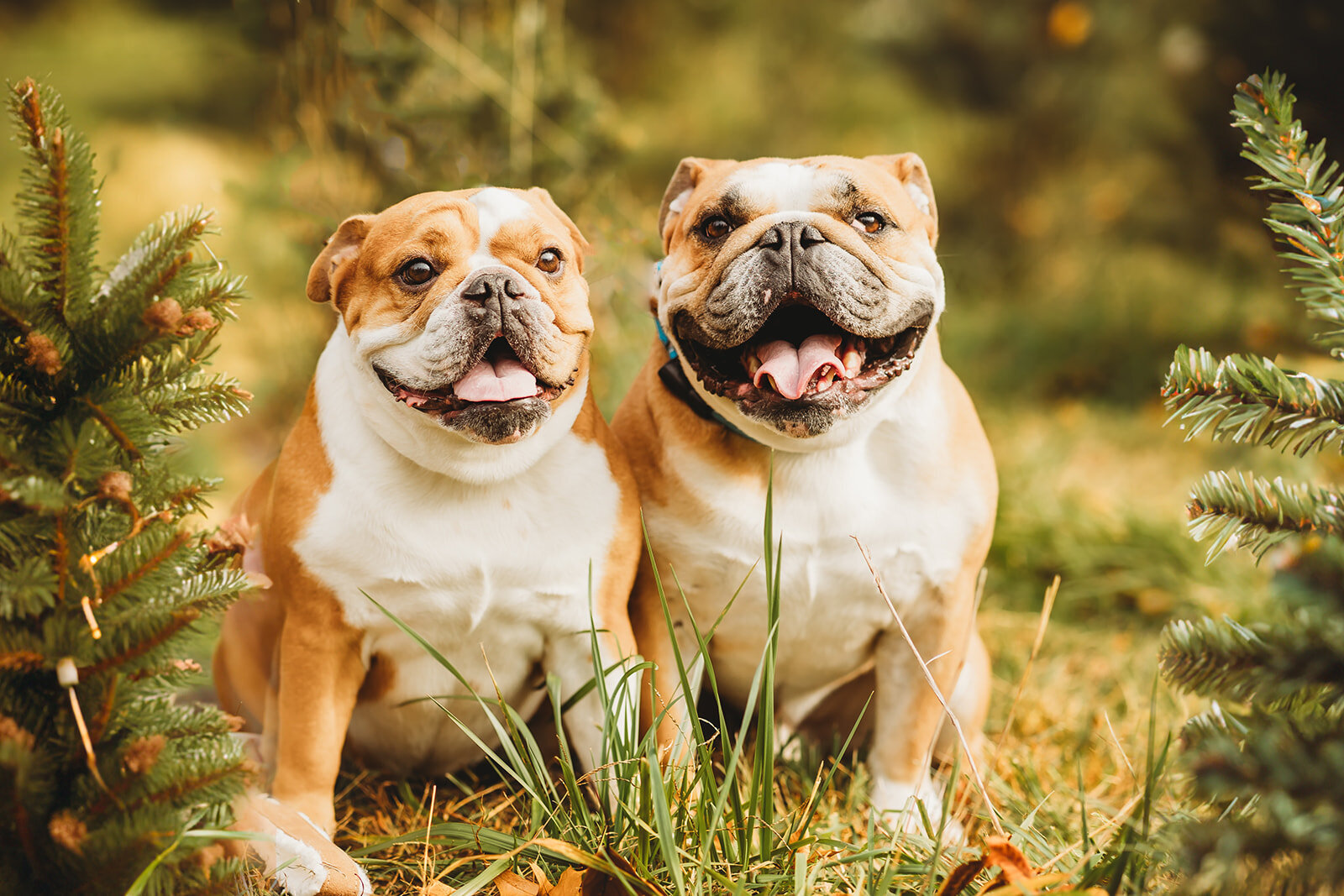 harrisburg-dog-photographer_8630-Edit_websize