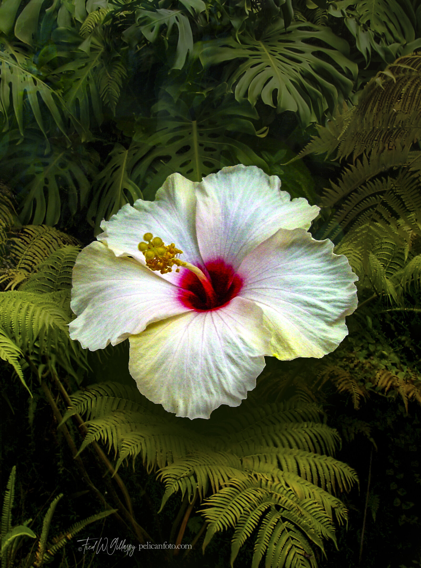 ©FredWGillaspy-HI-Hibiscus-2-S0020
