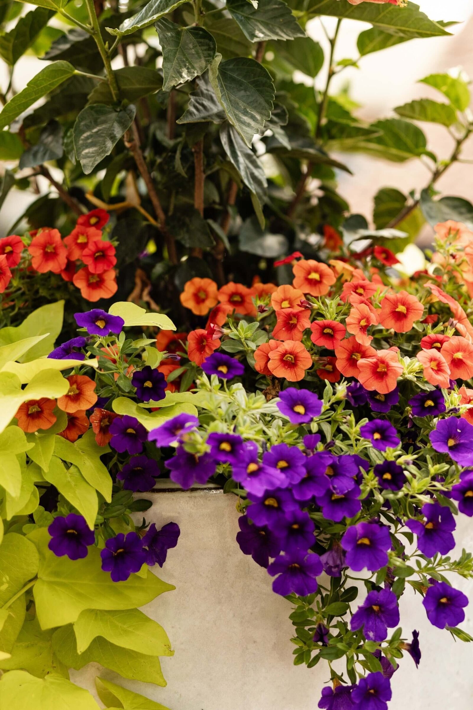 bright-mixed-color-flowers-in-pot-seasonal-display-little-rock