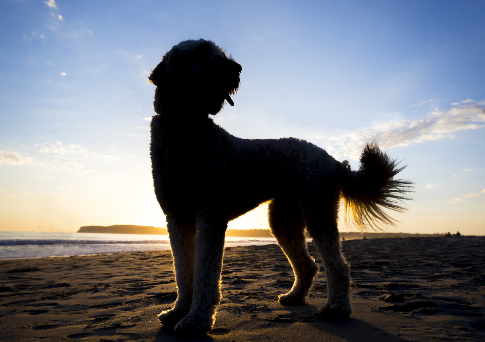 best pet photographer san diego 3