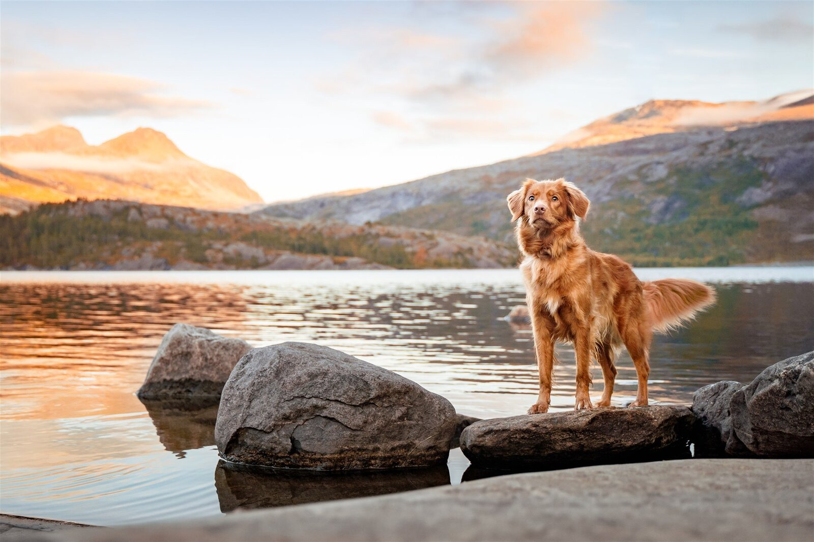 FotografSandraTortenvik-Nellie_A736060-Rediger-2