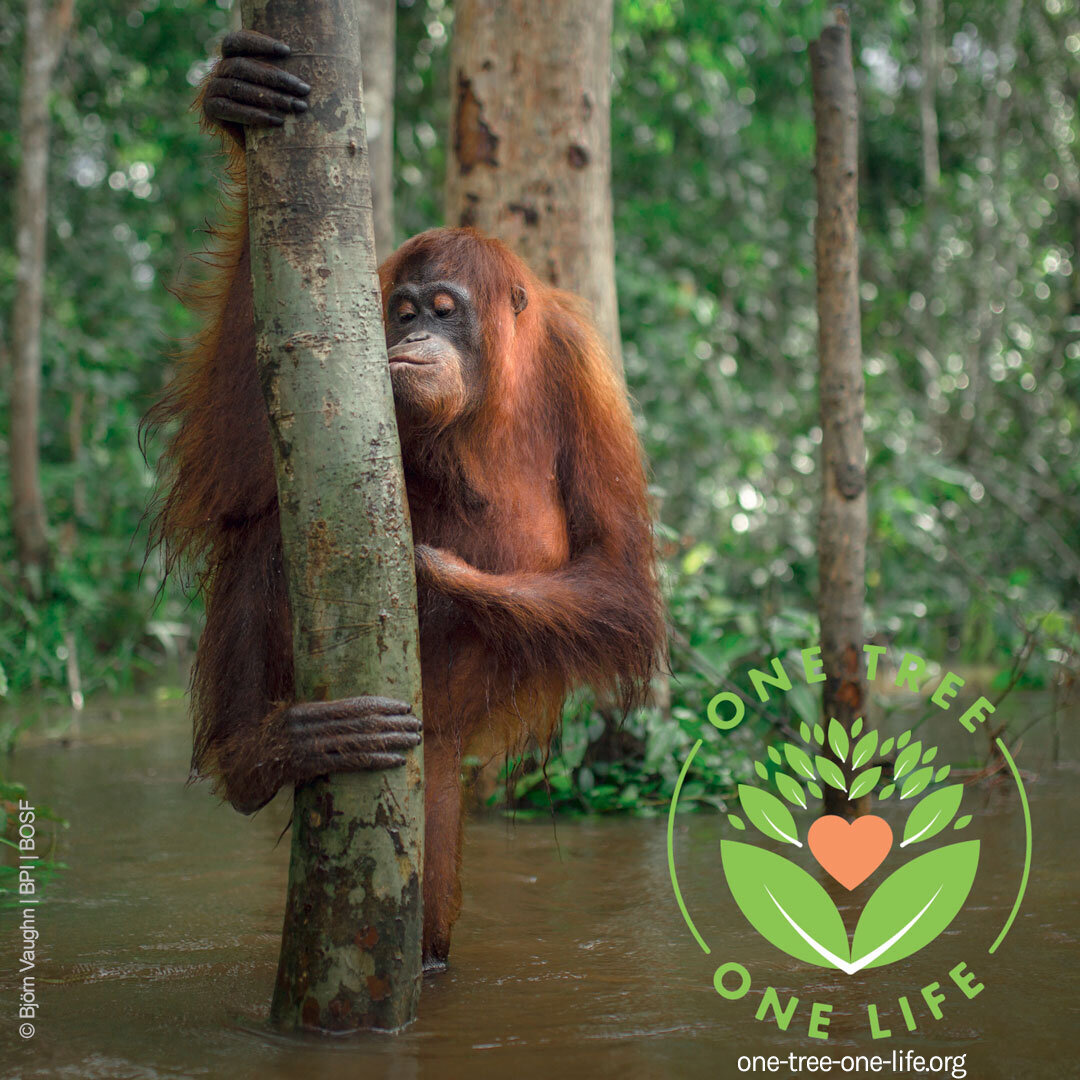 OneTree One Life_BOS Foundation_Sinnfluencers_Orang Utan