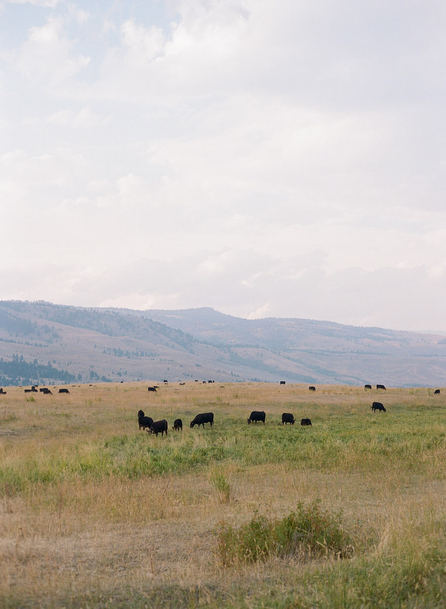 ArneyWalker-mountains-wedding-planner-Montana-2