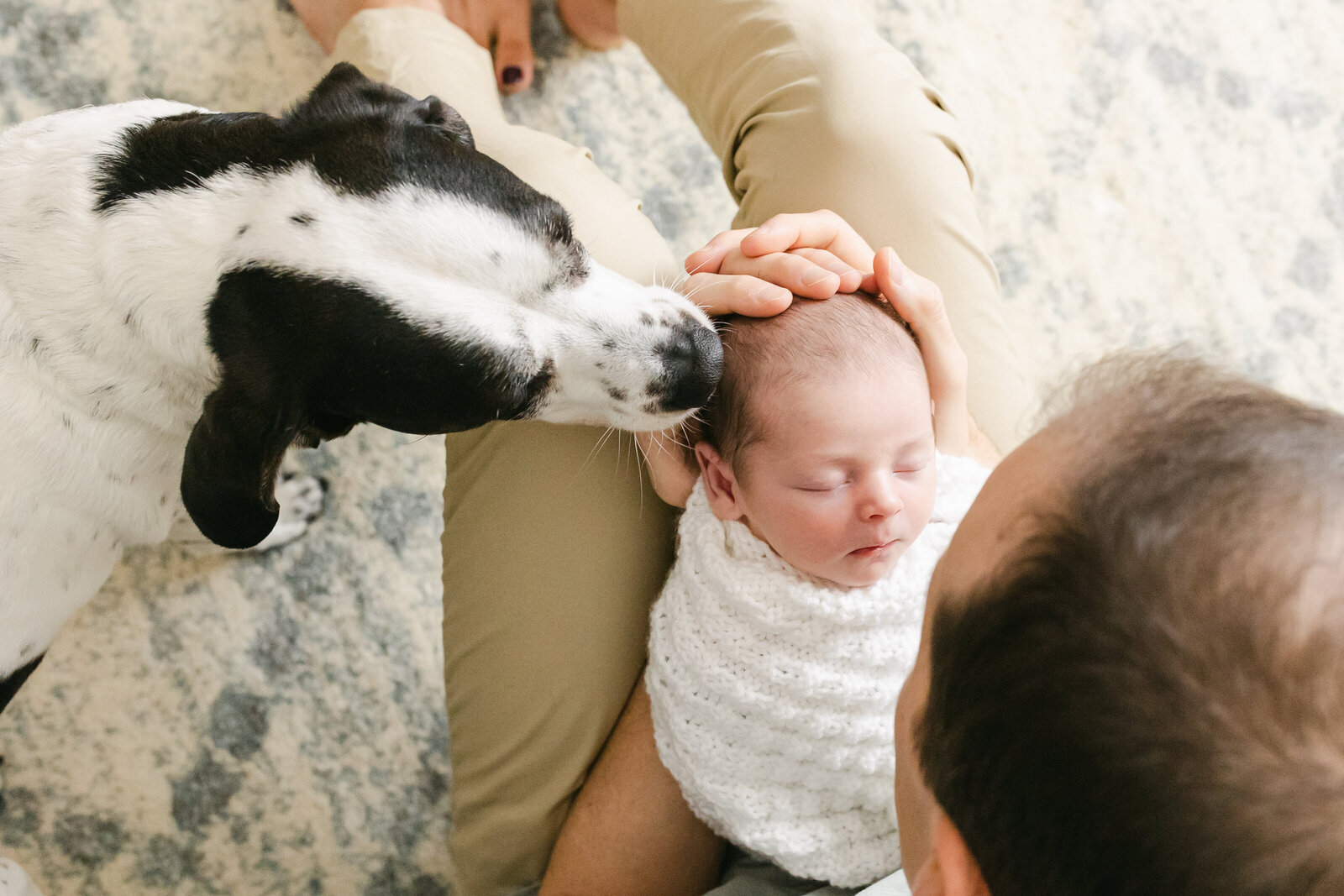 south tampa in home lifestyle newborn session with baby and dog