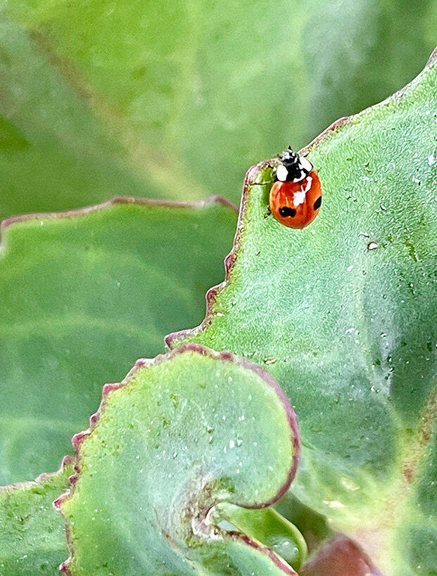 Lady Bug