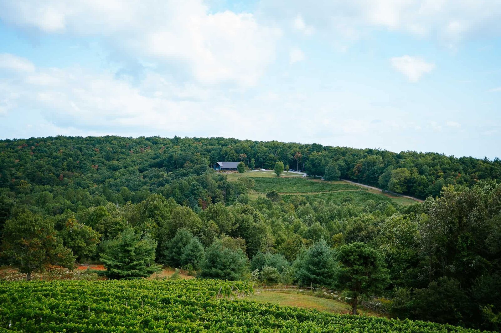 view of terra incognita vineyard wedding venue