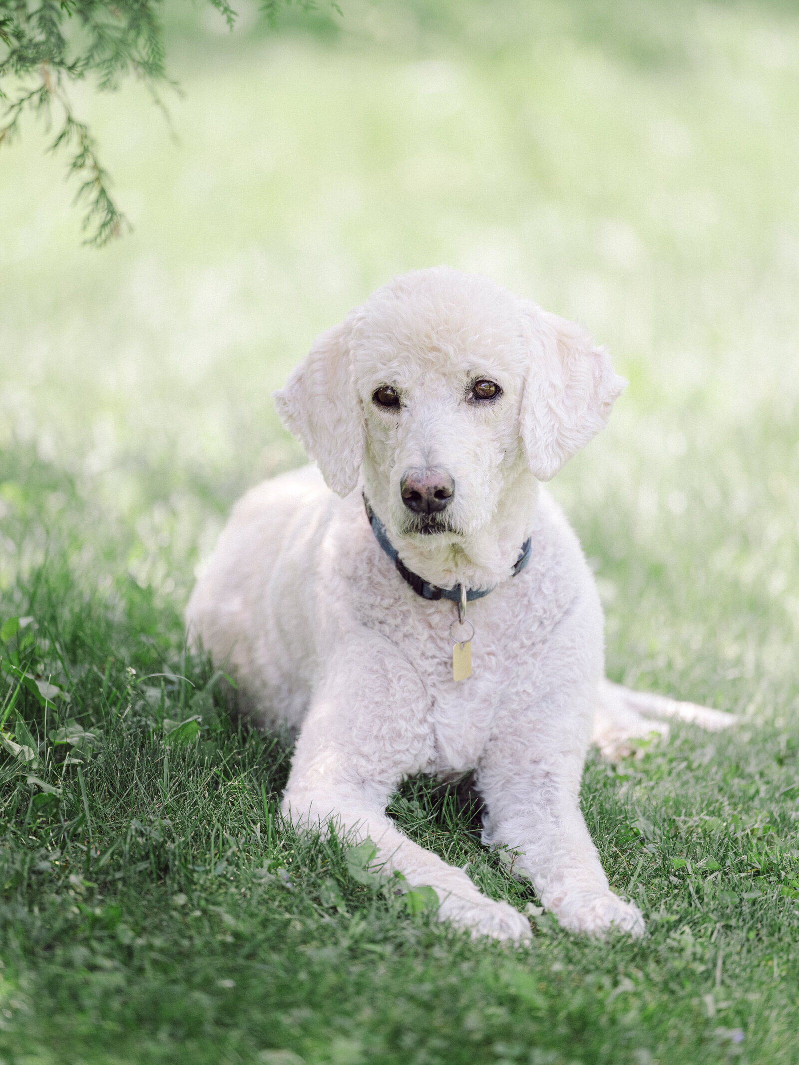 family_pet_photography_waterloo1