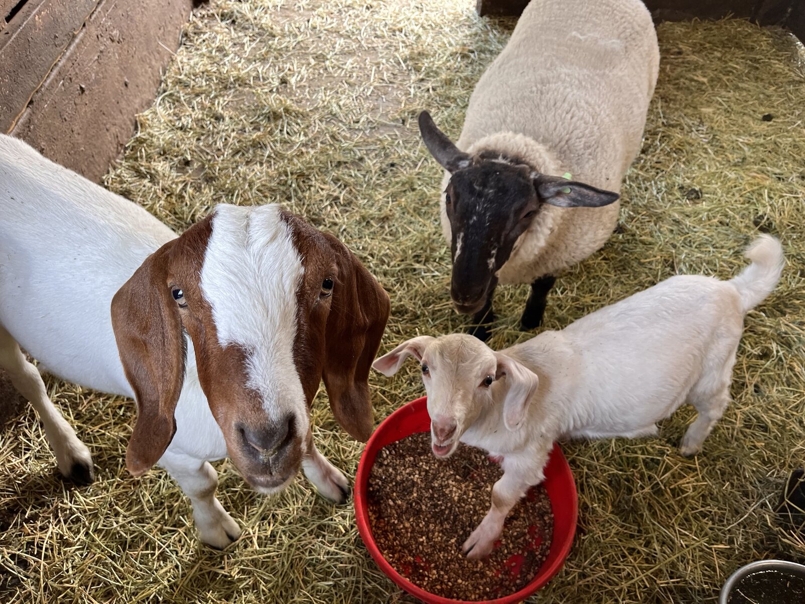 lost-shoe-ranch-goats-sheep