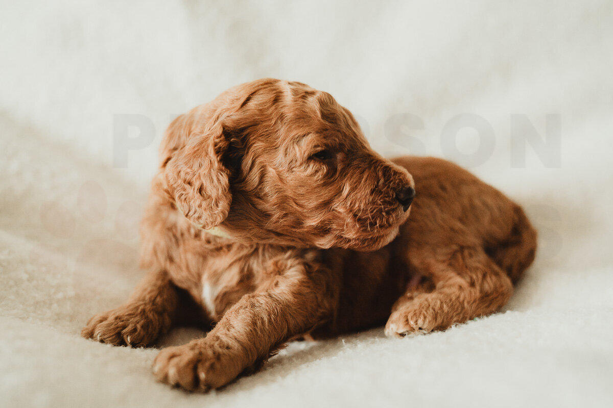 Intense Red Abstract Standard Poodle Puppies-13
