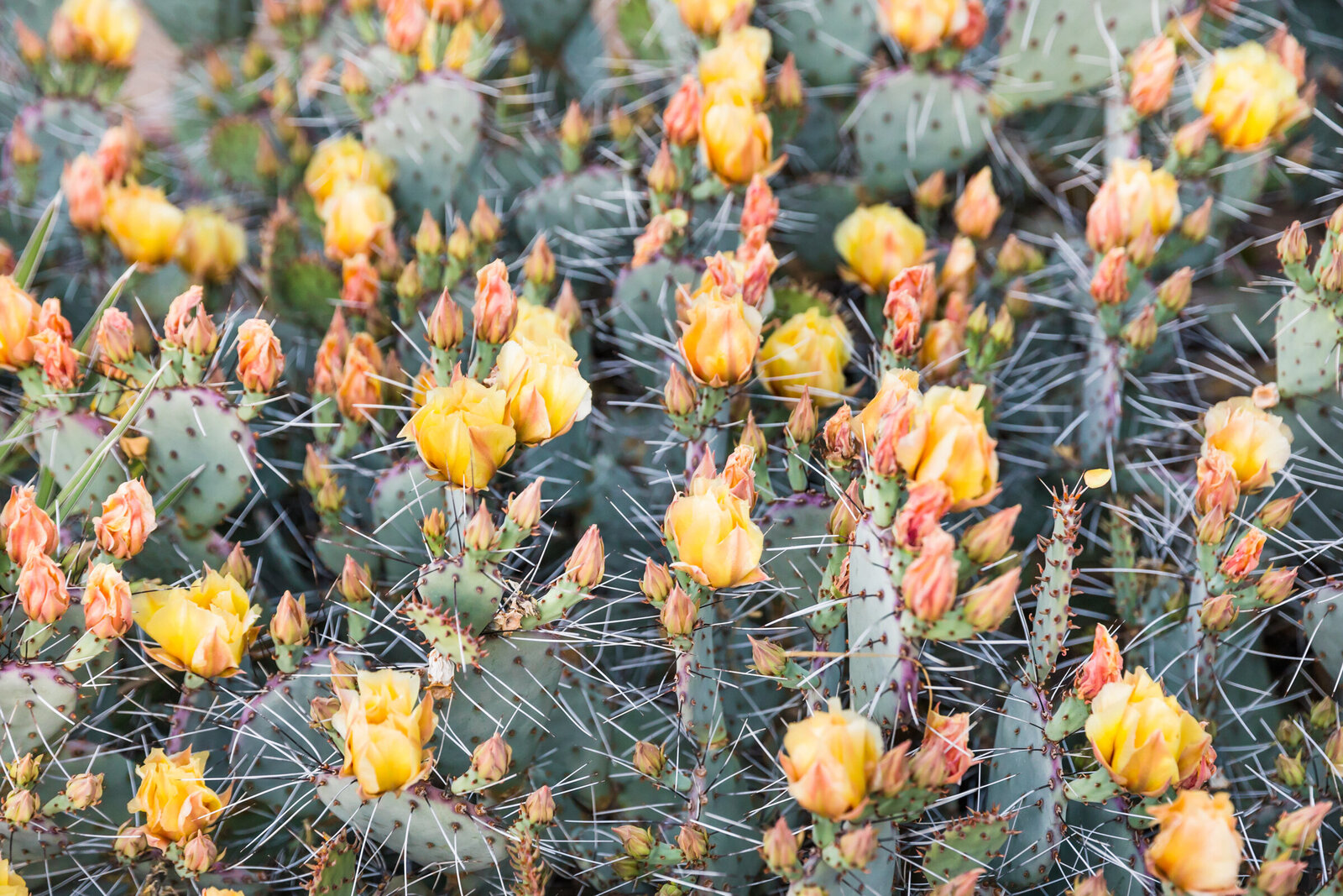 yellow flower buds on cactus in Phoenix