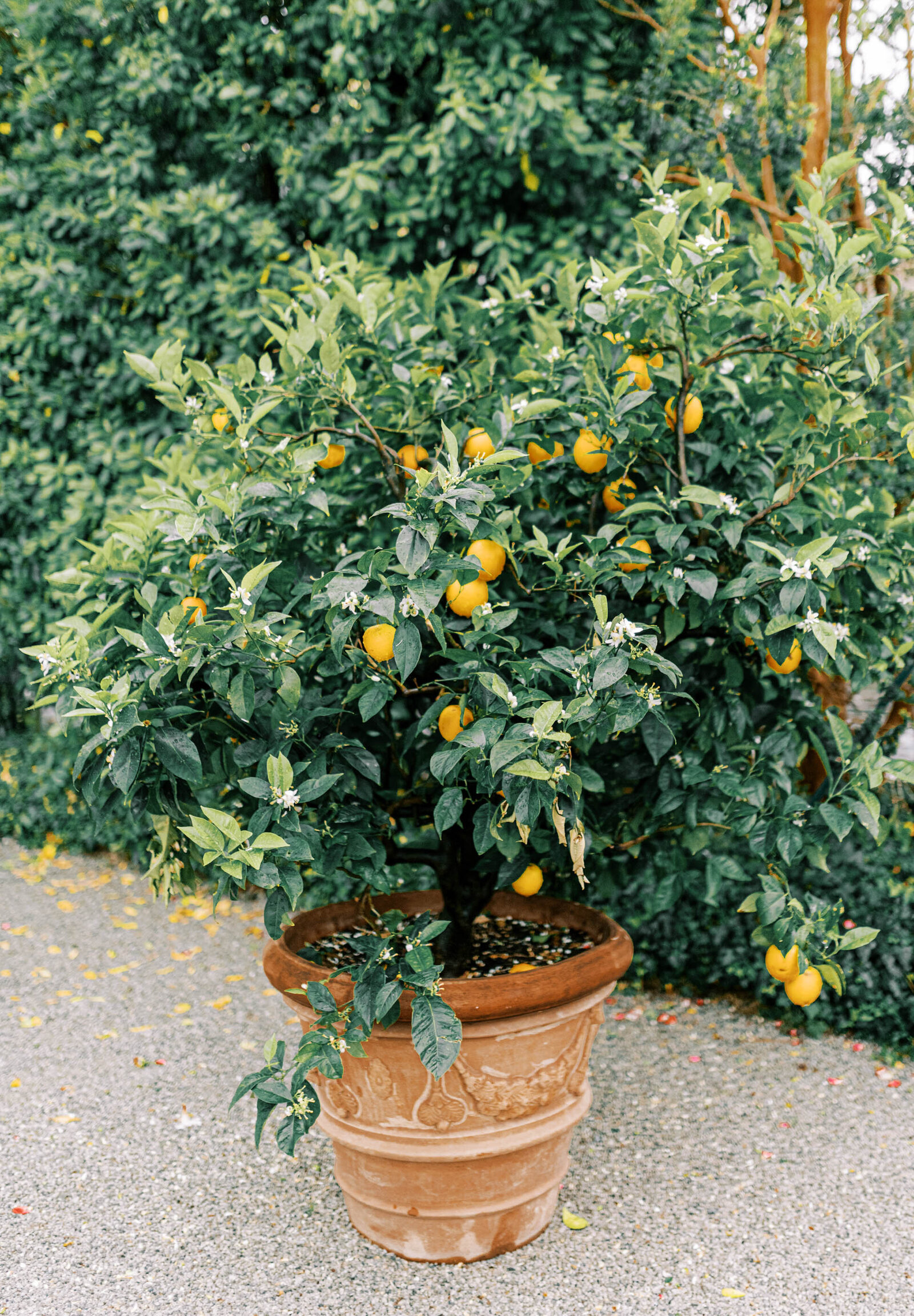 Lake Como Wedding- Alex Krall Photography-387