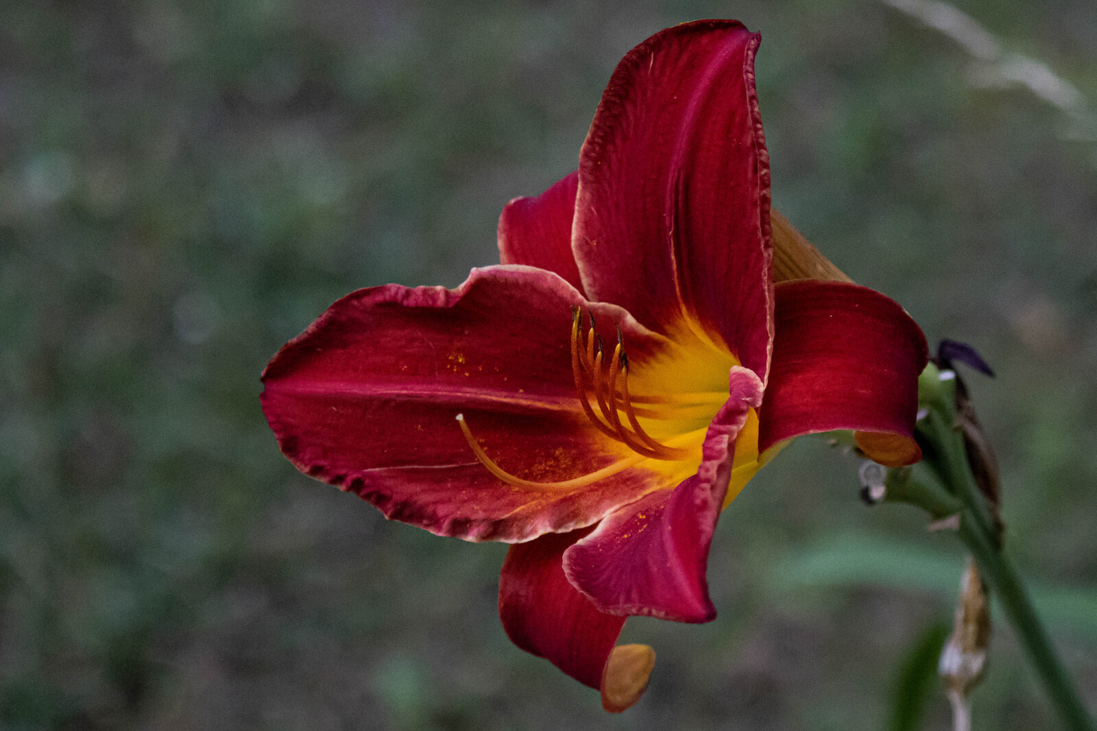 Georgia Flower Lily_Beastbird Media