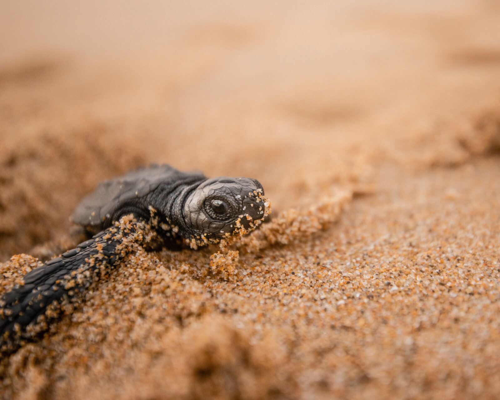 Photography-for-Adventure-Companies-Ecotourism-Careyes-Turtles--Brands-that-Impact--0899