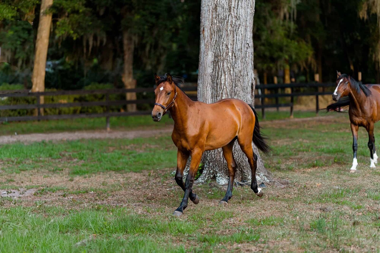 Ocala Horse Photographer