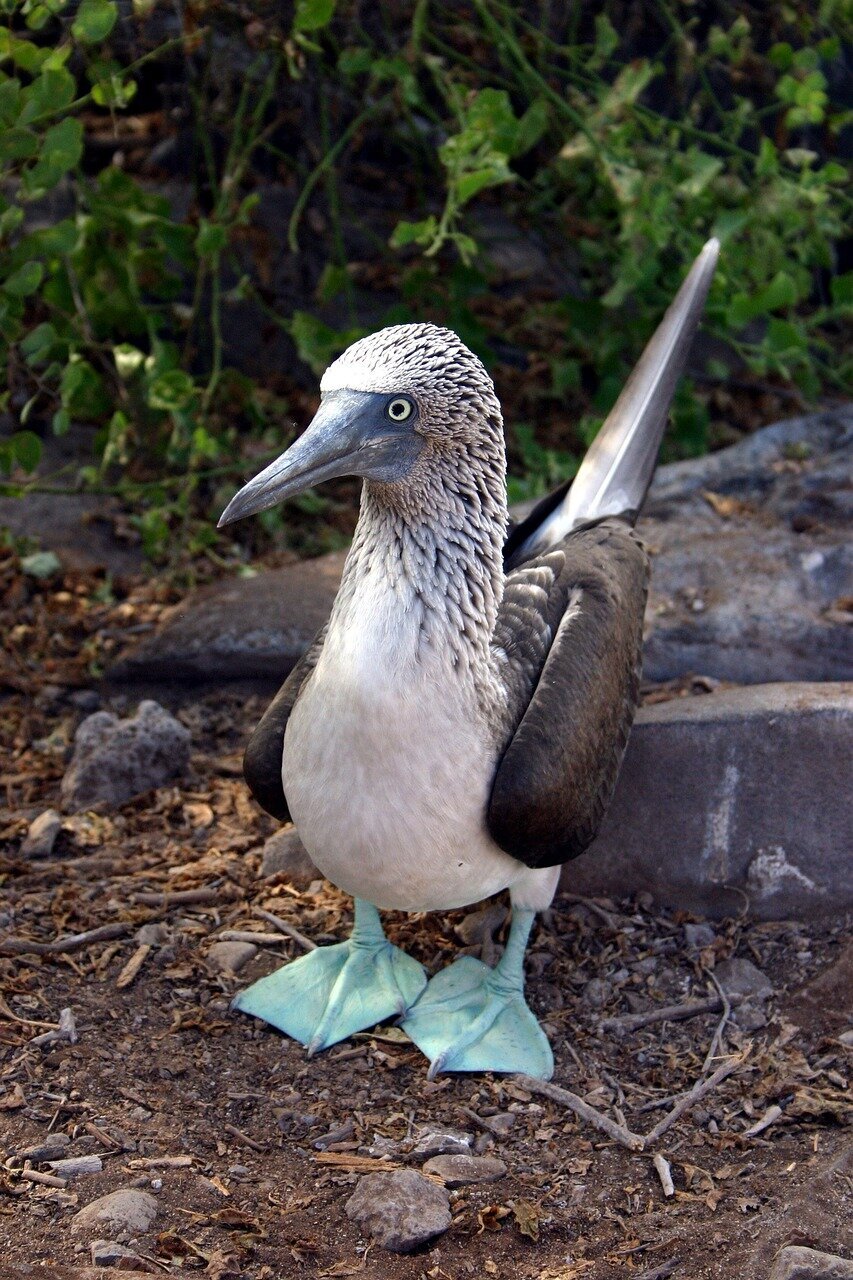 blue-footed-booby-5870742_1280
