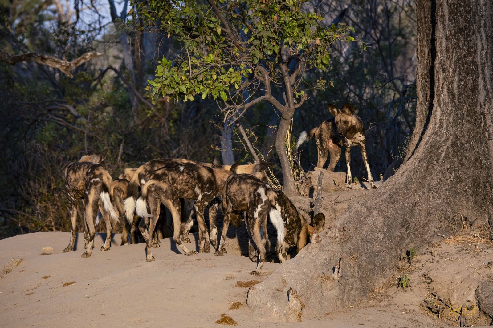 2017 Wild Dog (7)