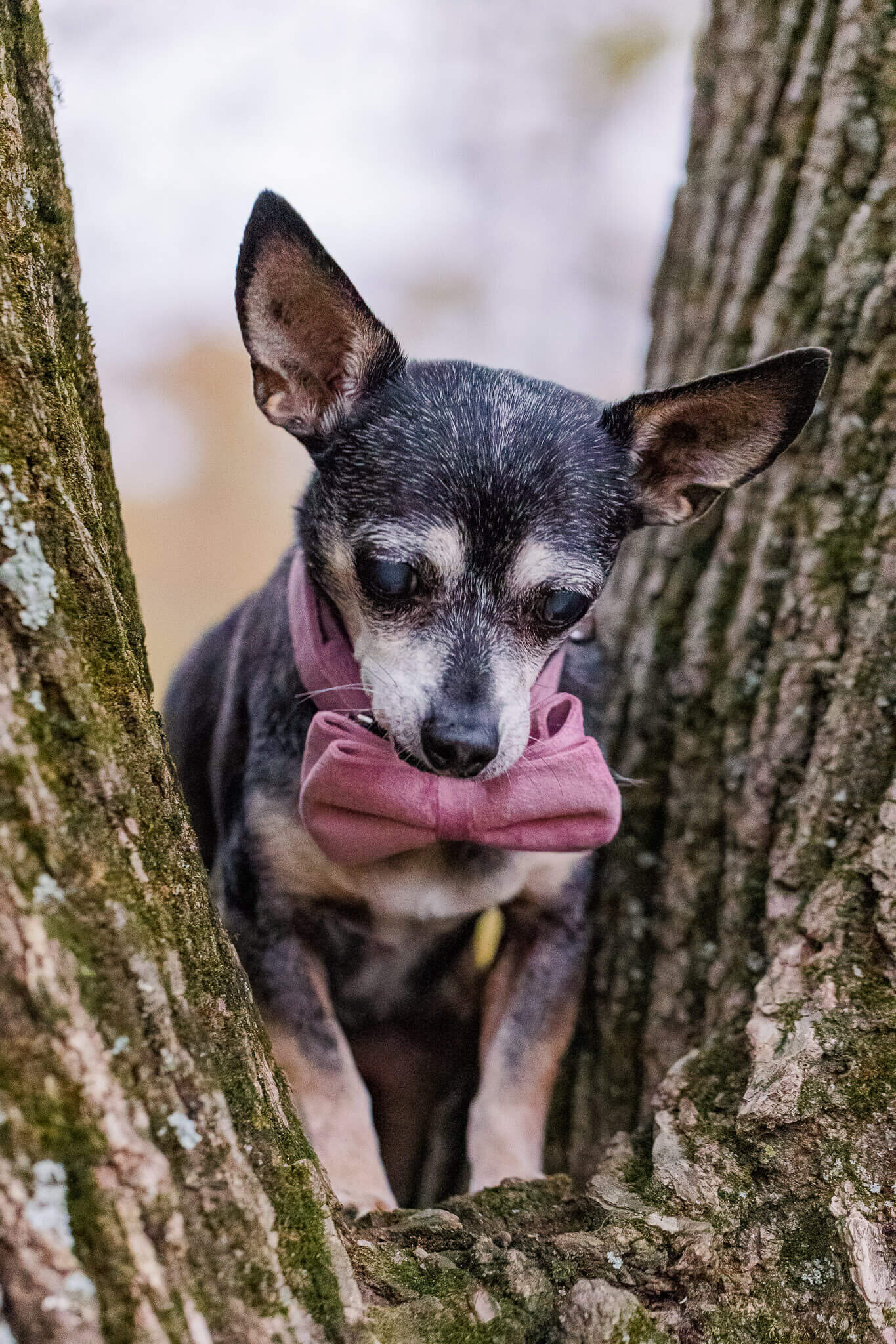 A dog wearing a bow-tie during a maternity portrait session.