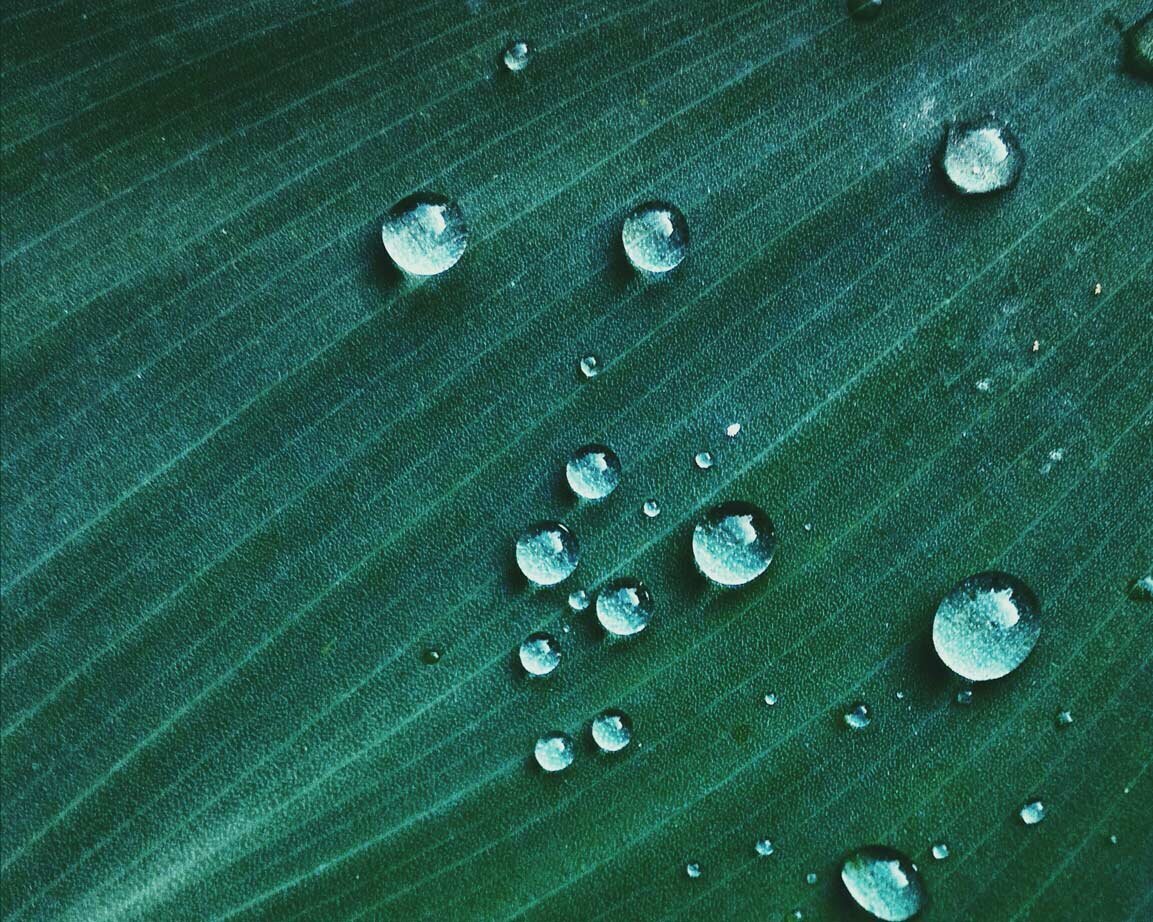 Close Up of Water Droplets on a Leaf, St. Pete Rejuvenate IV Hydration Therapy