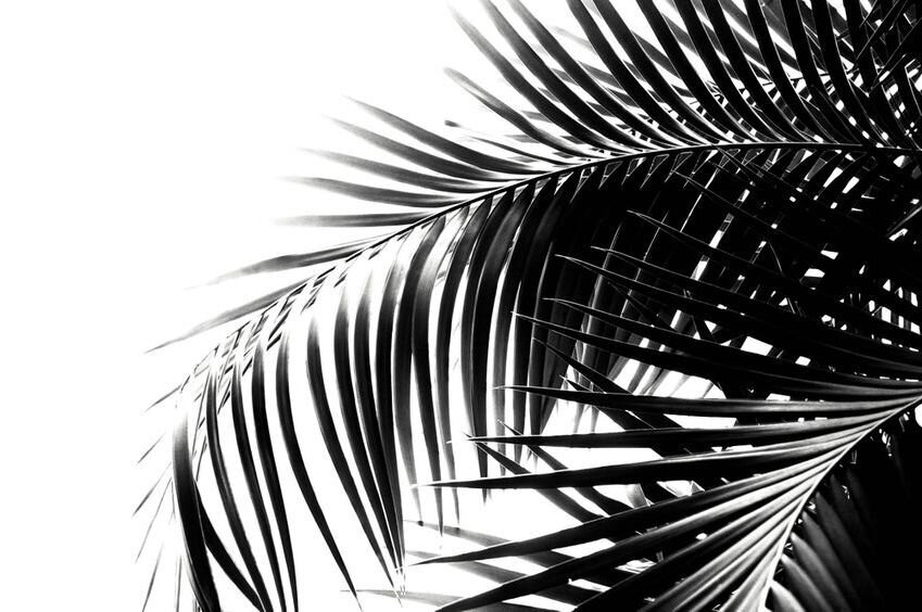black-and-white-palm-leaves