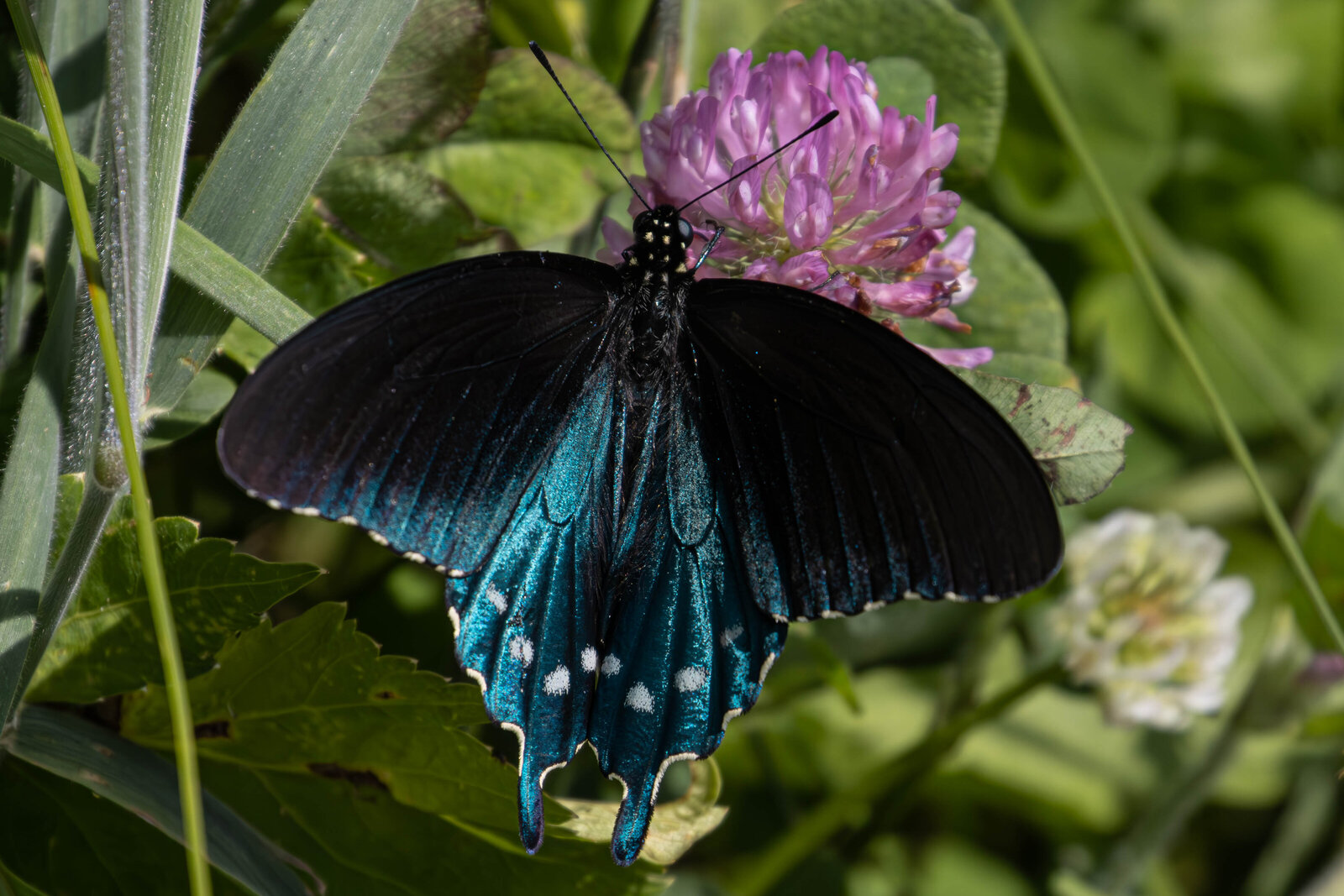 Pipvine Swallowtail Butterfly_Beastbird Media