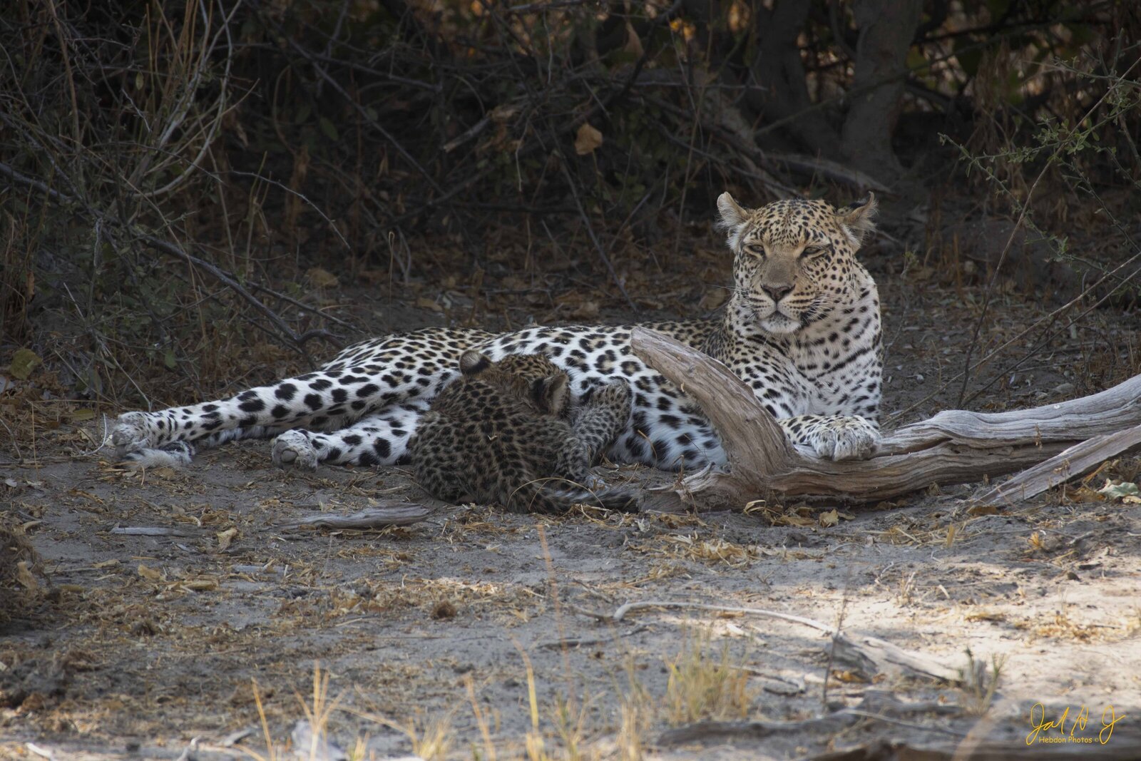 2019 Leopard (8)