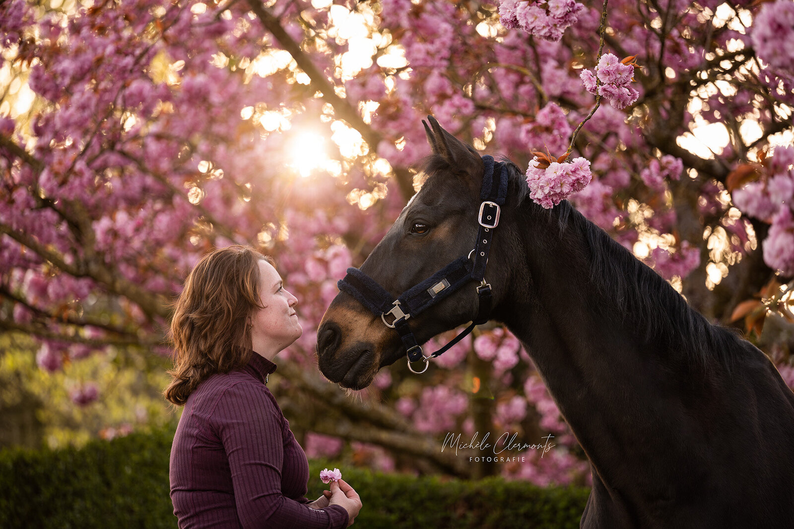 DSC_3919-paardenfotografie-michele-clermonts-fotografie
