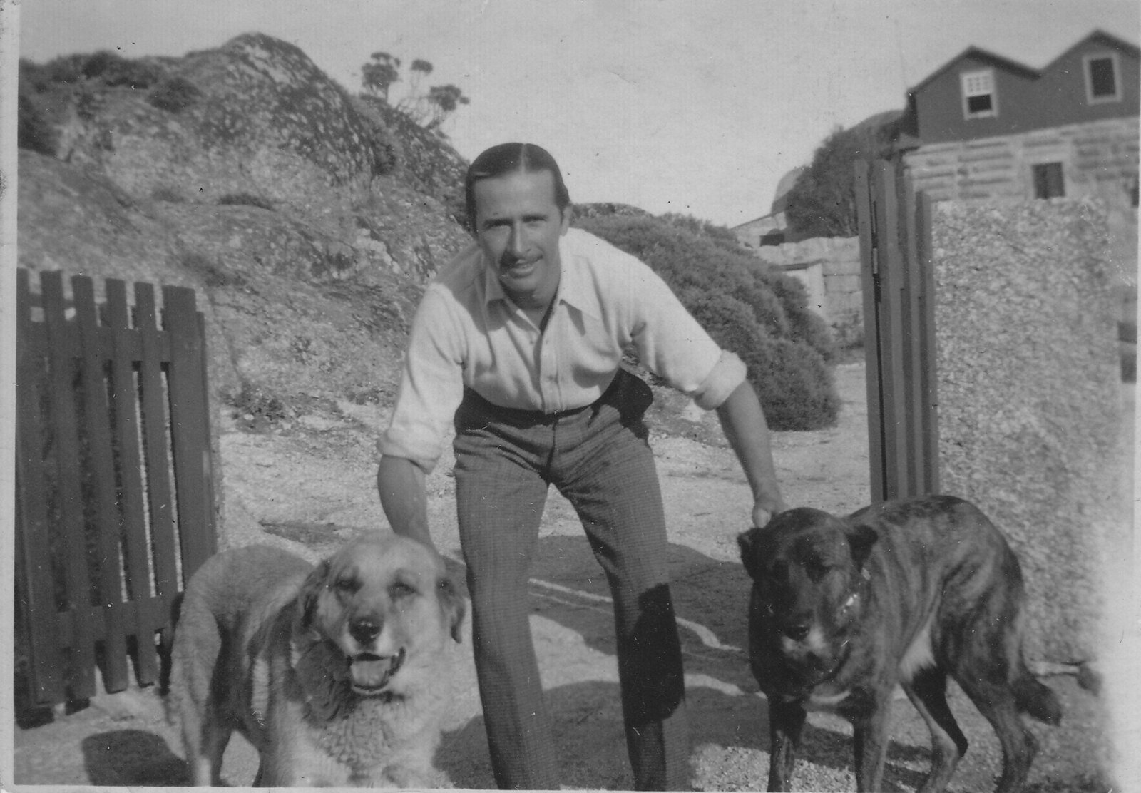 Short haired Estrela Mountain Dog Lione and daughter Fraga year 1920 (2)