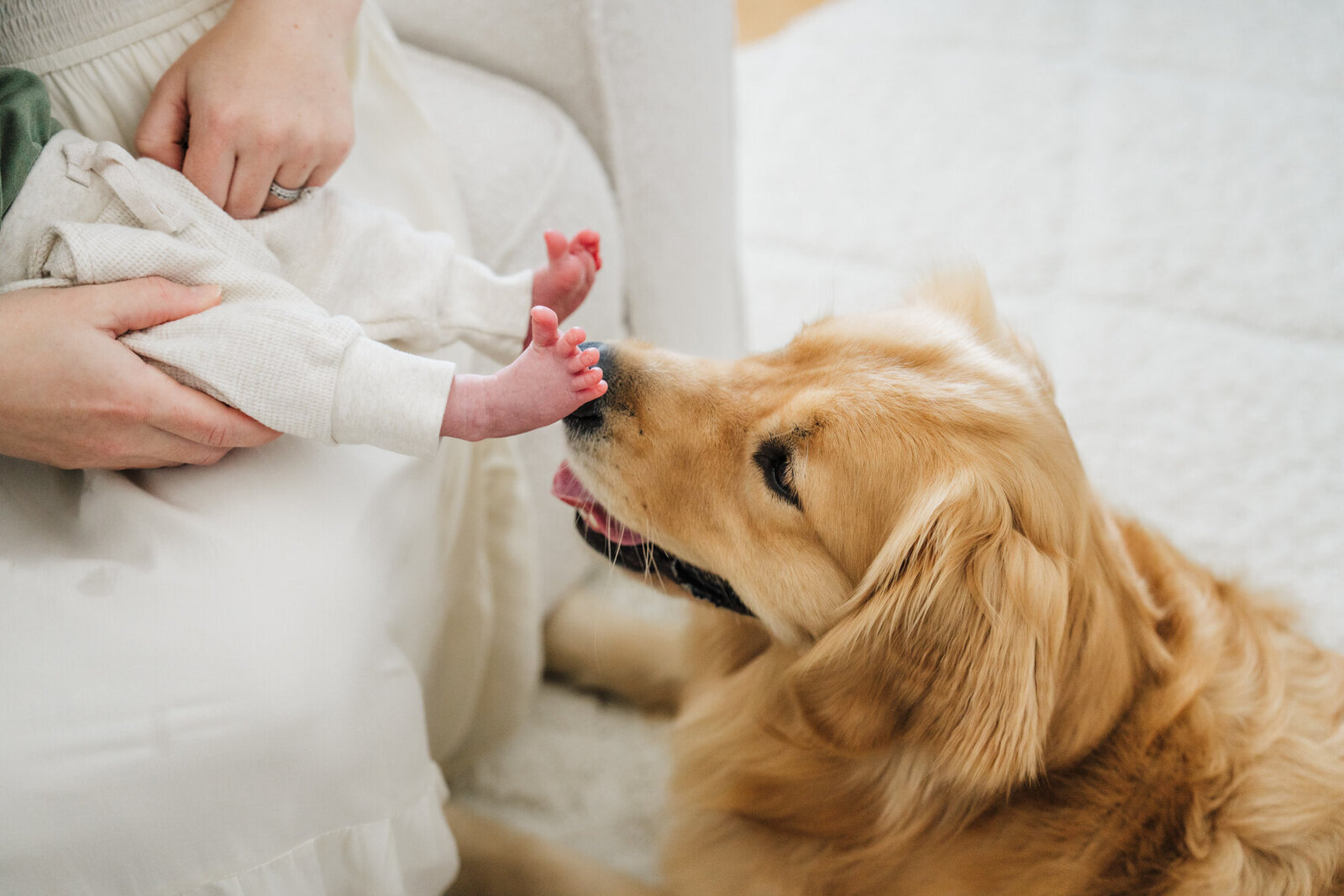 golden retriever sniffs the feet of a newborn laying on moms lap