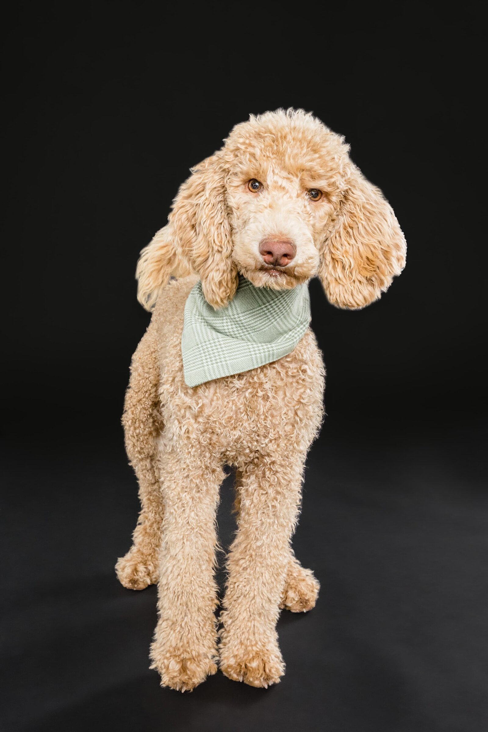 The Beloved Pup Photo Studio - Birmingham, Alabama Commercial Dog Photographer 38