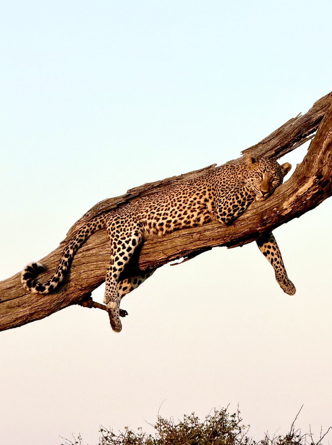 Screen Shot 2025-11-17 at 8.55.42 AM