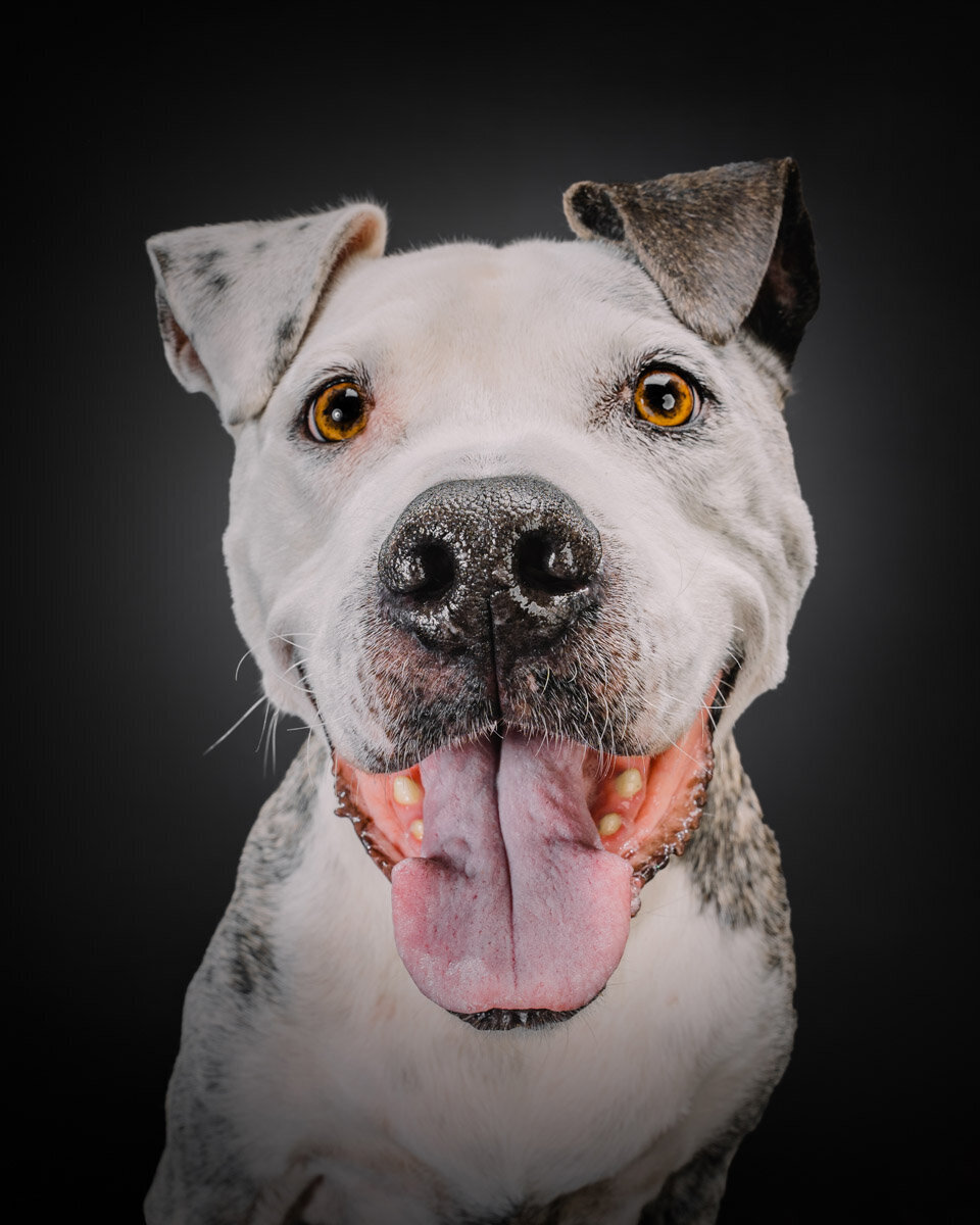 pit bull mix smiling for photos