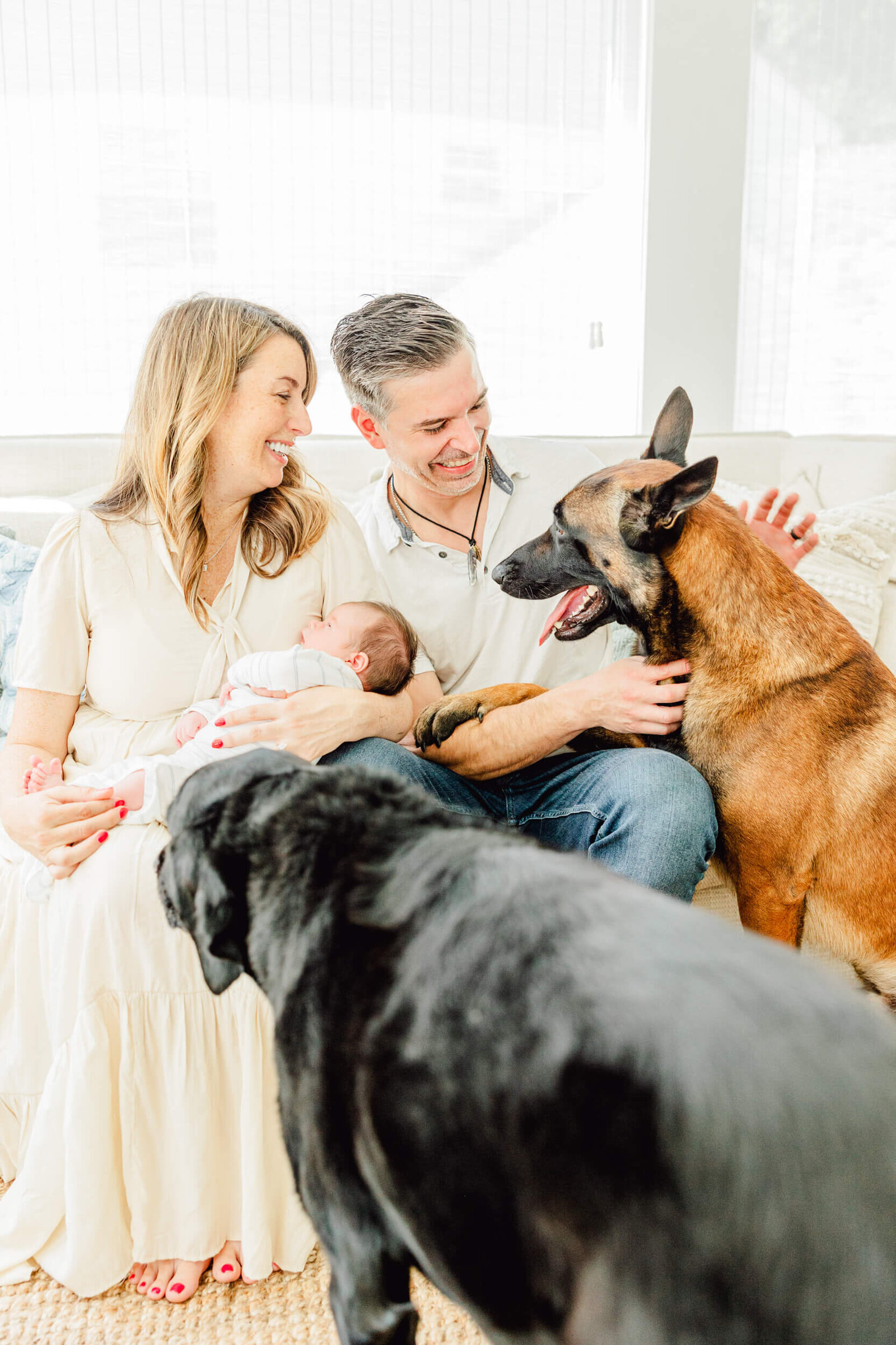 Mom and dad sit on a couch with a newborn in mom's arms while two excited dogs try to get attention