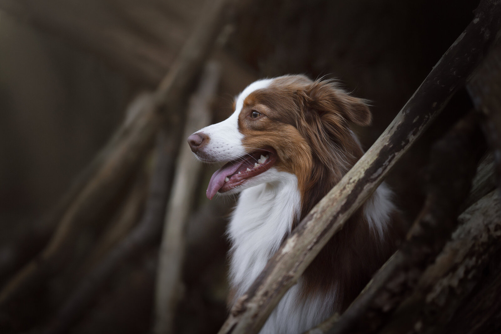 Balou @Meraki.Fotografie-2