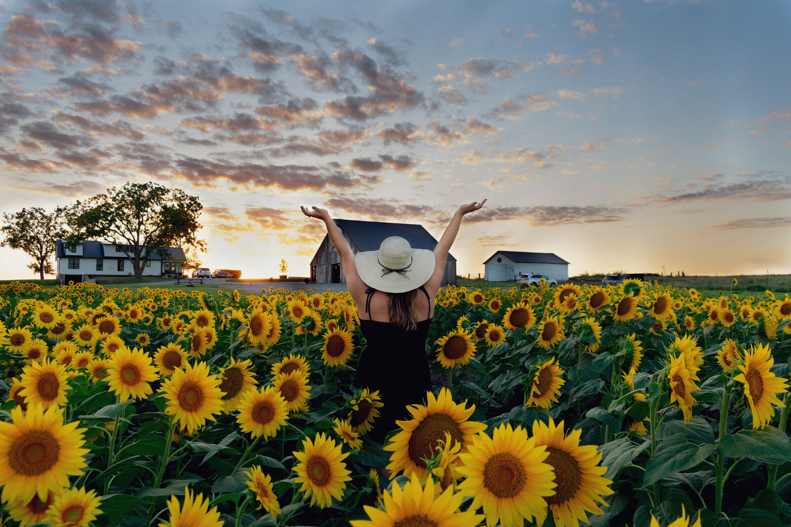 sunflower field, stewartville missouri, the barn on hickory