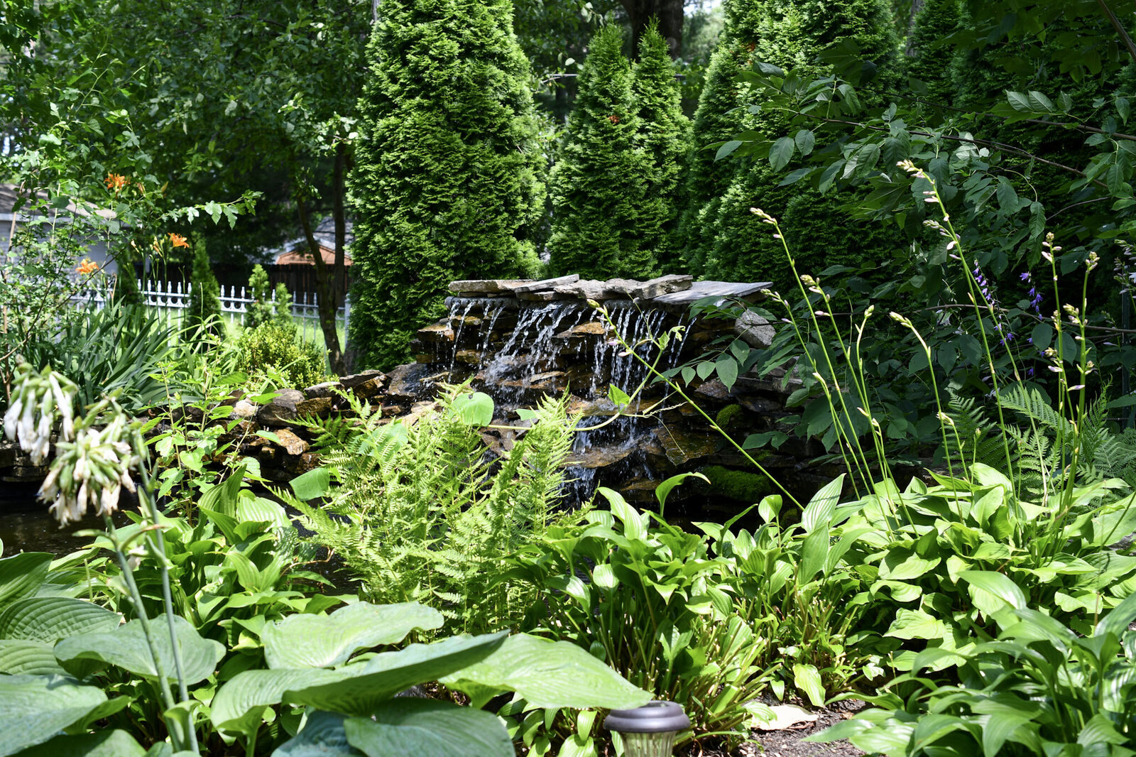 pond in garden