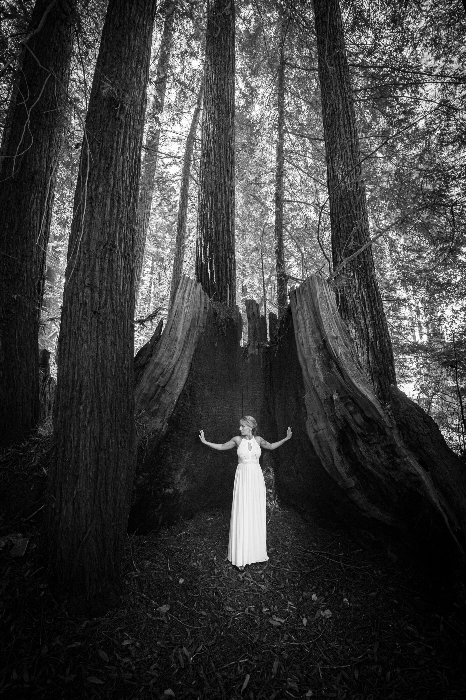 bride-forest-redwood-epic-burned-stump-