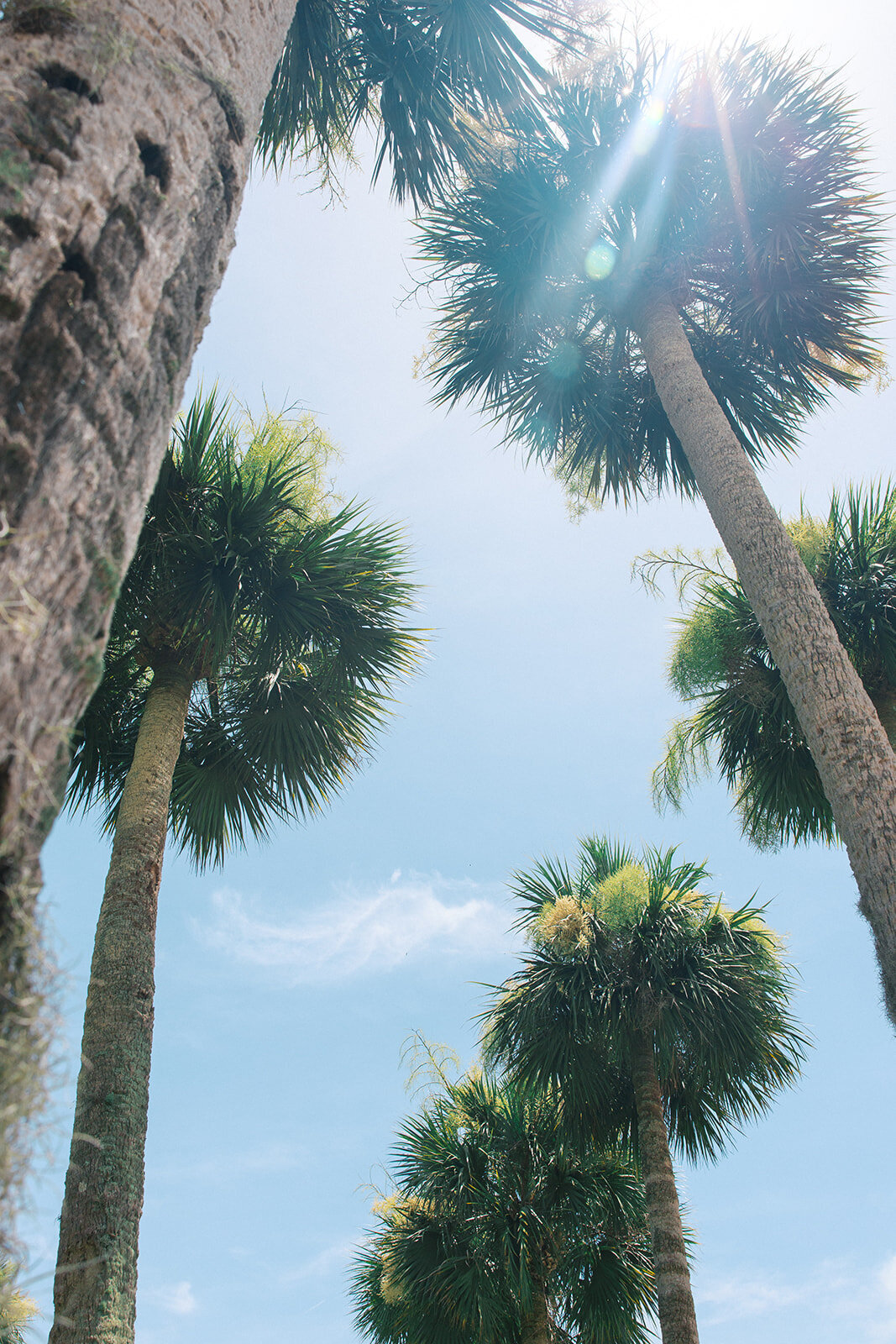 Sun shining over tall Palm trees at coastal lowcountry wedding