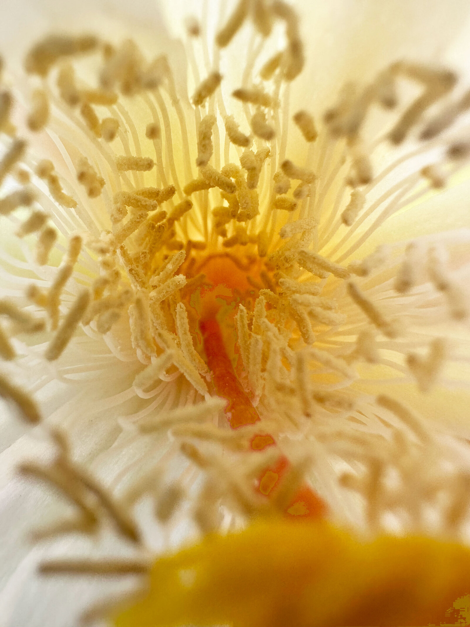 3- flower-1