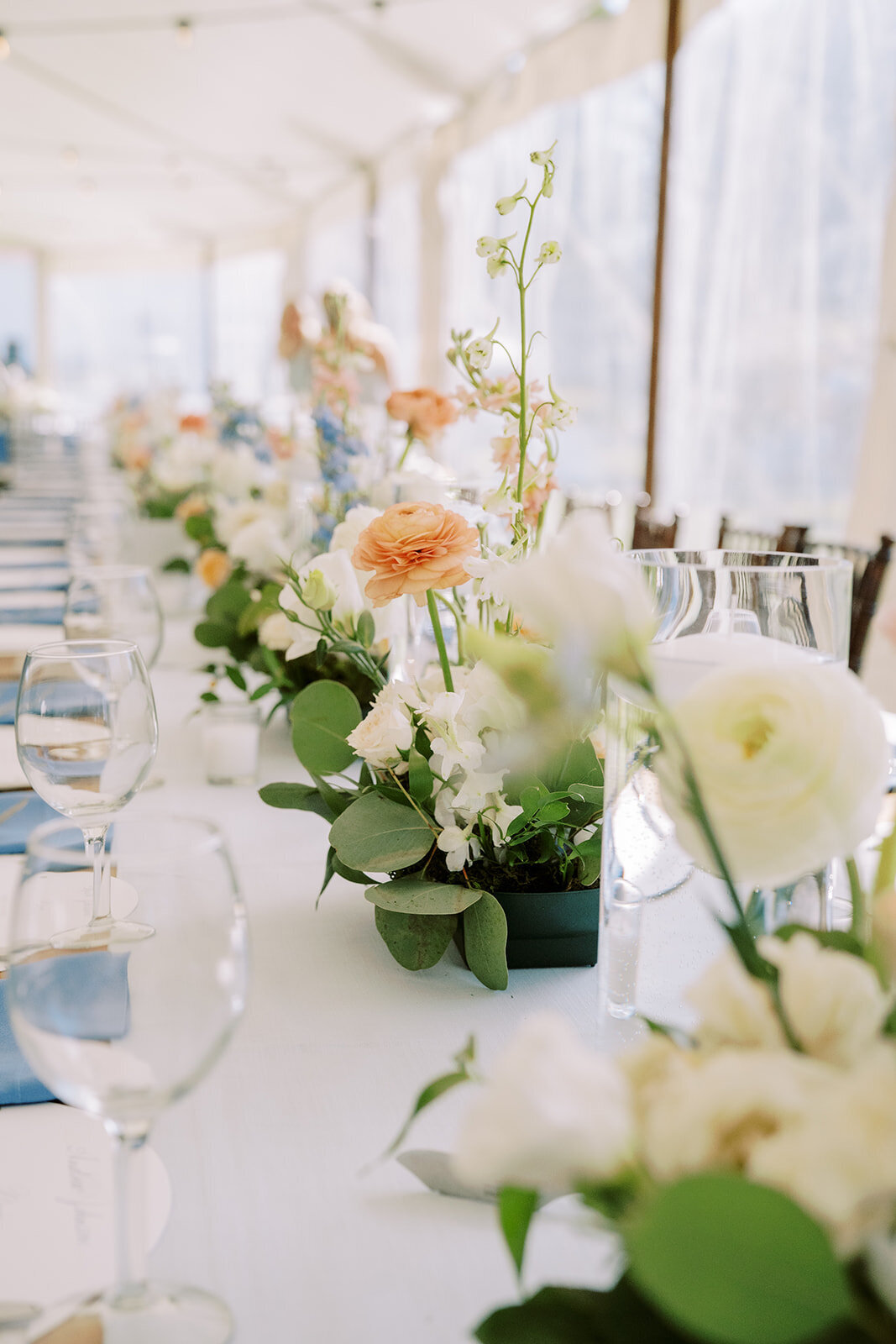 rachelpearlmanphotography_carlinivalis-902