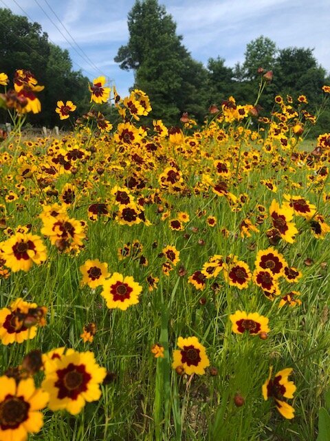 QBR Wildflower meadow - tickseed