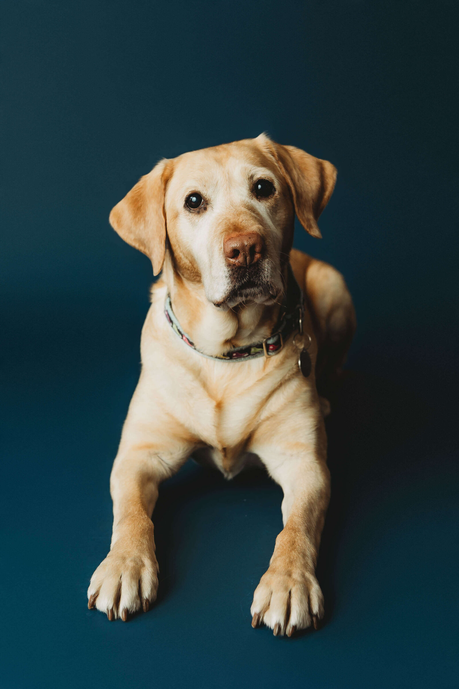 harrisburg-dog-photographer_5089-Edit