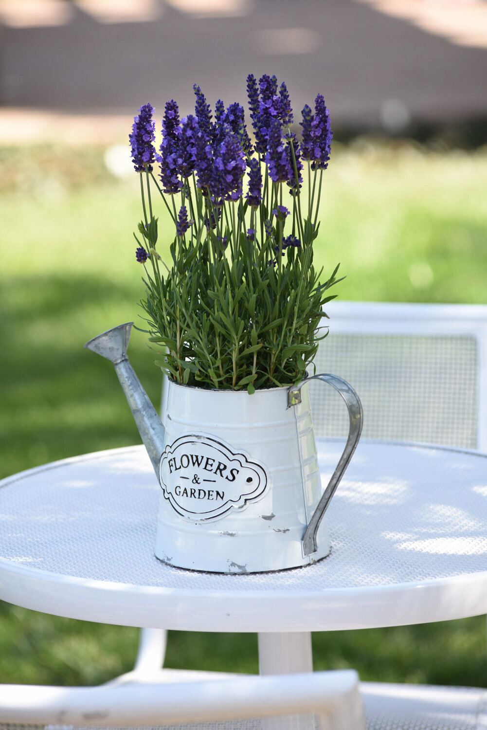 Lavender-Spear-Blue-3