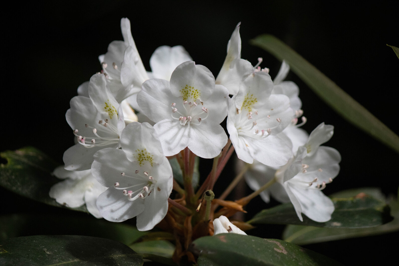 Rhododendron 2_Beastbird Media